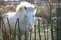 Horse looking over Fence