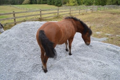 Syrup - King of the Gravel Pile