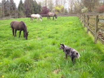 grass-field-dog