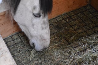 slow feeder hay