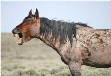 horse-teeth-yawnDT.jpg