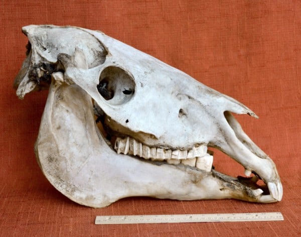 mustang-right-skull.jpg