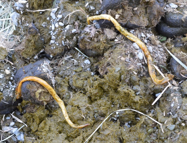 Roundworm (ascarids - Parascaris equorum) 