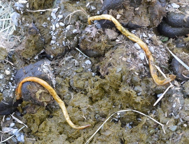 Roundworm (ascarids - Parascaris equorum)