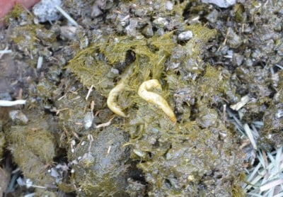 ascarid roundworm