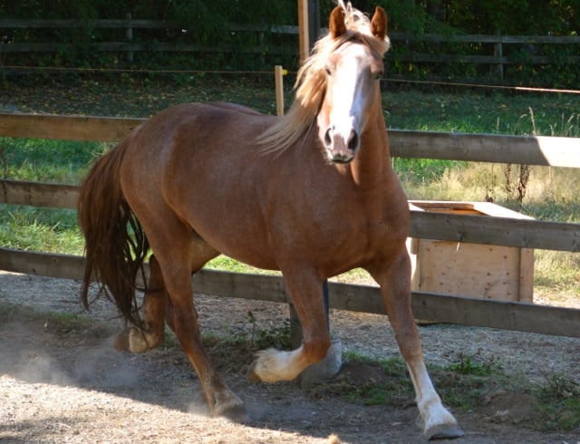 Audelina - Belgian Mare