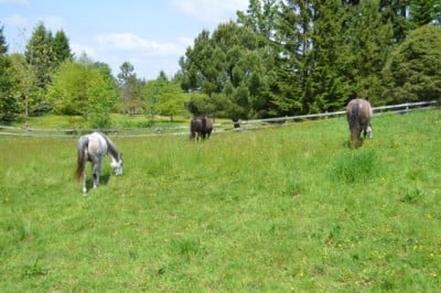 grass-field