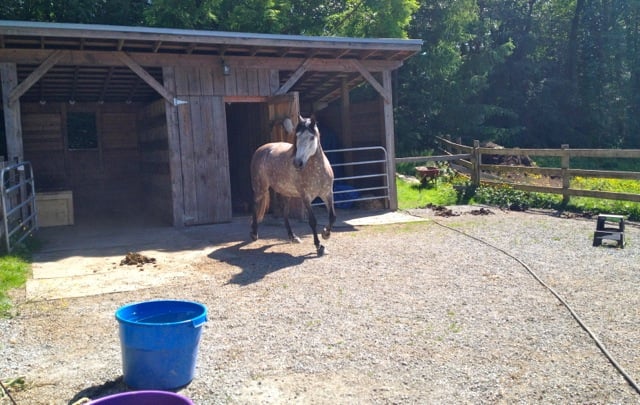 paddock-water-buckets