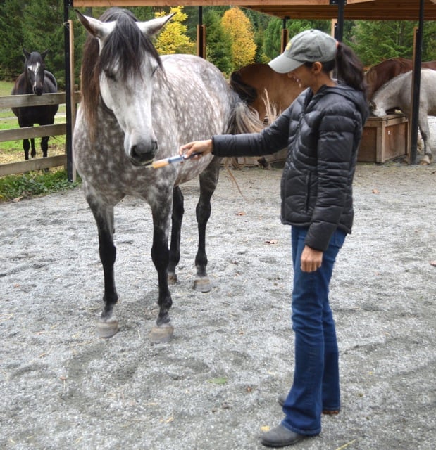 Let the horse sniff and explore the syringe - no pressure!