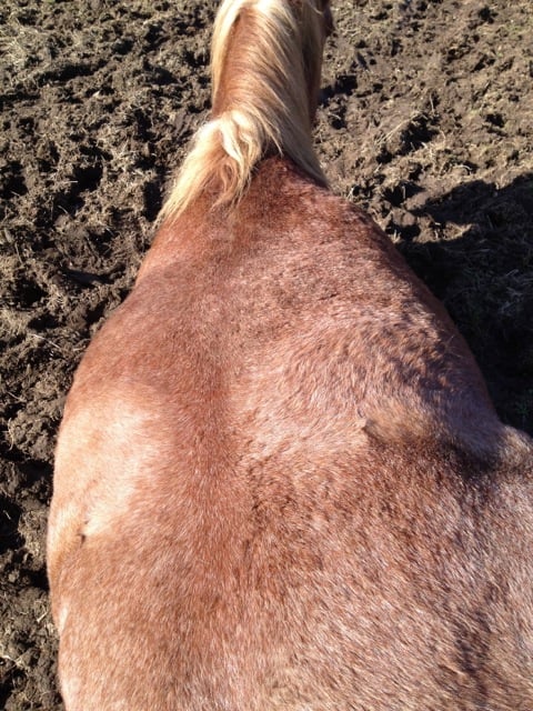 View of Audelina's delicious back as she is lying down