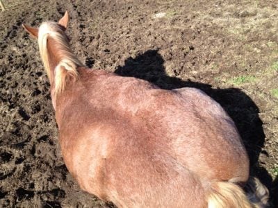 Audelina lying down in the winter sun