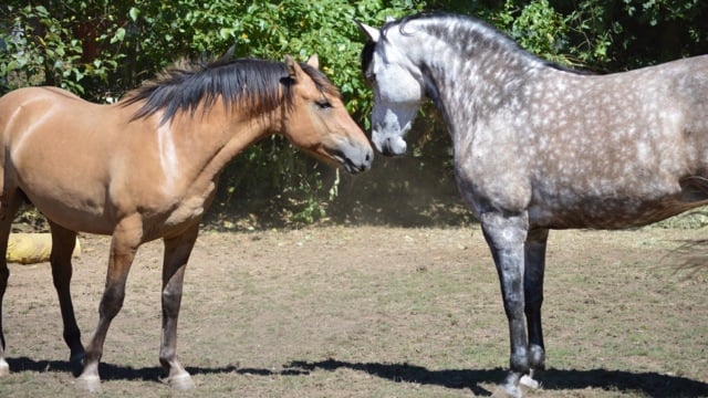 courtship-greet