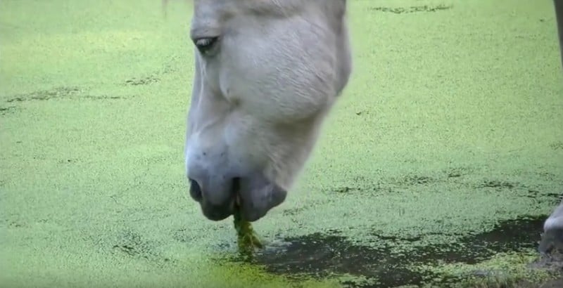 icelandic-waterhole-algae1