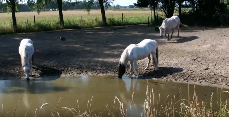 icelandic-waterhole-drink