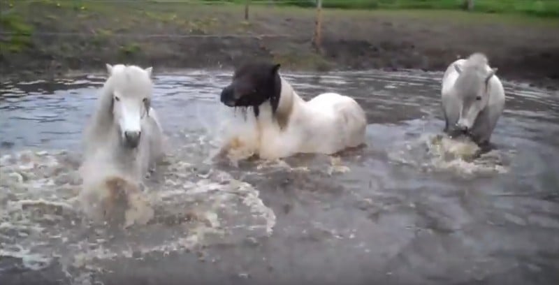 icelandic-waterhole-play