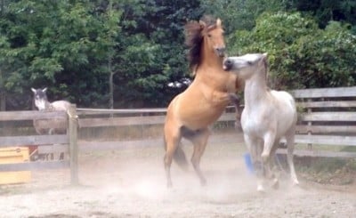 stallion-playfight