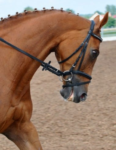 bridle-painDT