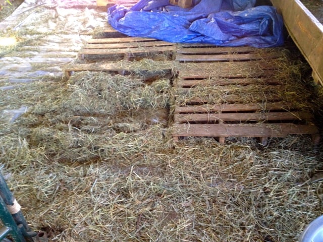 wasted-hay