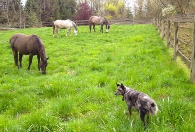 zorra-spoo-molly-grazing-tiah