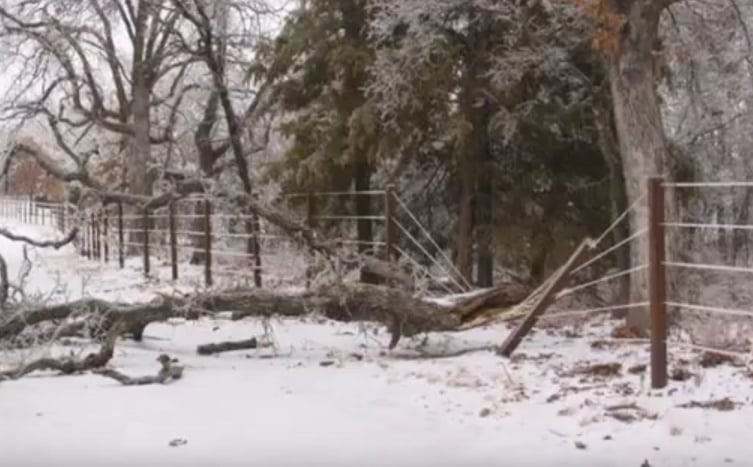 Even though this tree is huge, it has only taken out 1 post, not the entire fenceline - yay!