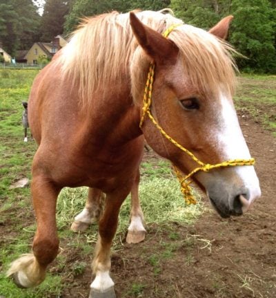 draft-rope-halter