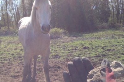 I've been scratching Jax with the piece of wood in my hand, now I'm beckoning him to follow me. Every few paces, we stop and do some more scratching. It's a fun game. His herd is nearby grazing.