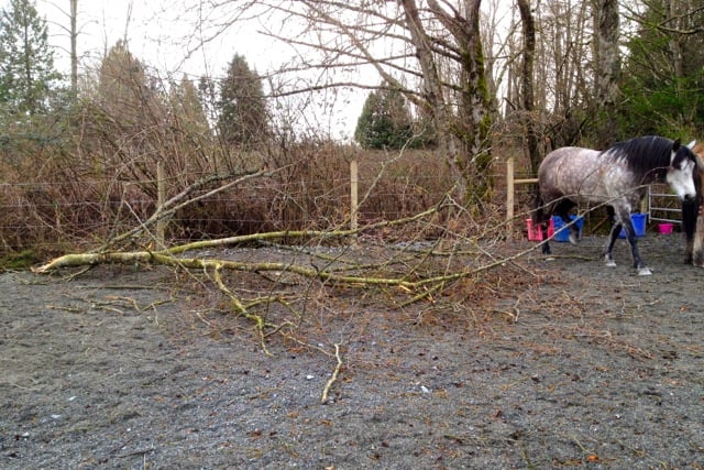 tree-fall-paddock