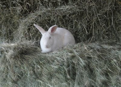 Barn Bunny