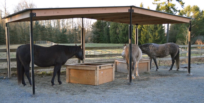 A few weeks later, all three eating together. Spero and Amalia will now share and Spero and Zorra can share. Amalia still will not share with Zorra. 