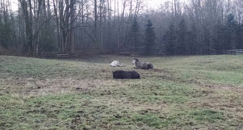 Spero, Amalia and Zorra all resting peacefully together