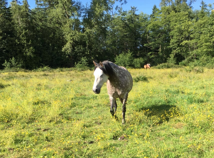 Zorra knows that coming with Jini means good times ahead! The others will soon follow - not wanting to miss out on the fun and games.