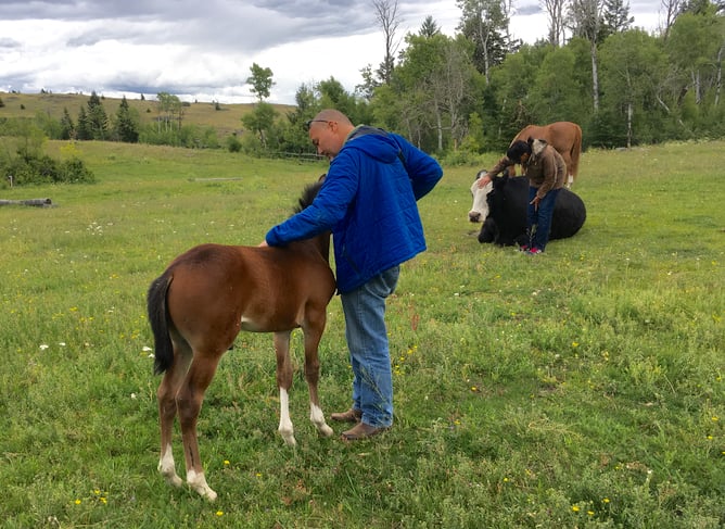 Yes, this exercise can be done with cows too!