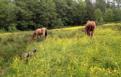 buttercup-field