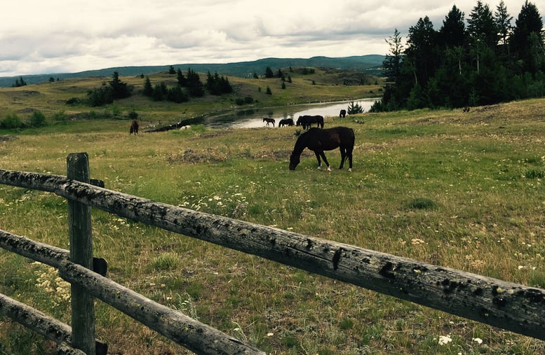 The horses on the land at Equinisity