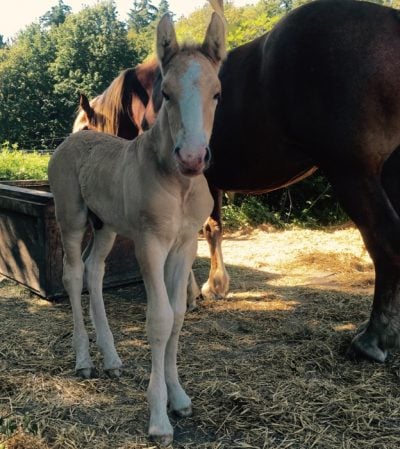 Juno - 2 days old