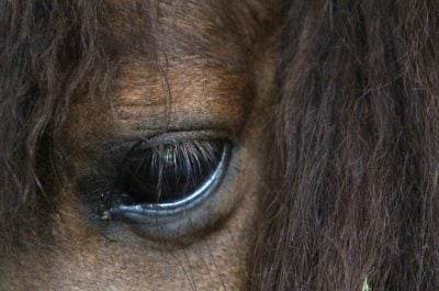 horse-eyedt