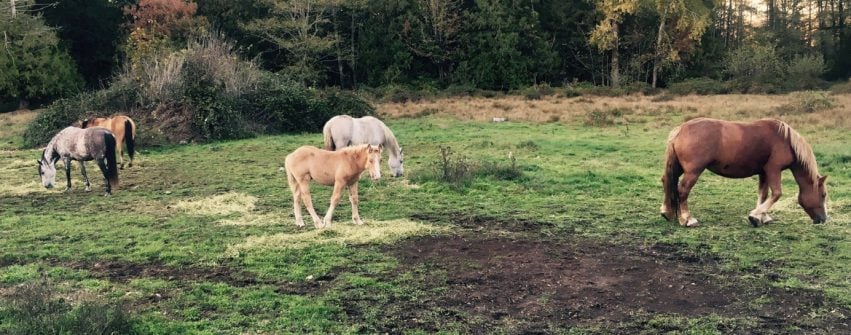 herd-field