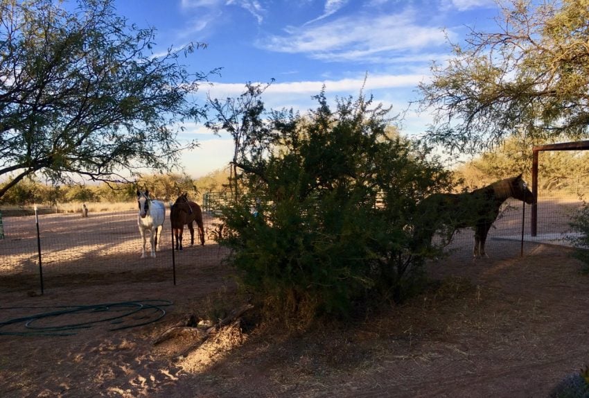 Leila on the left, Brandy on the right - in their pasture with the round pen behind