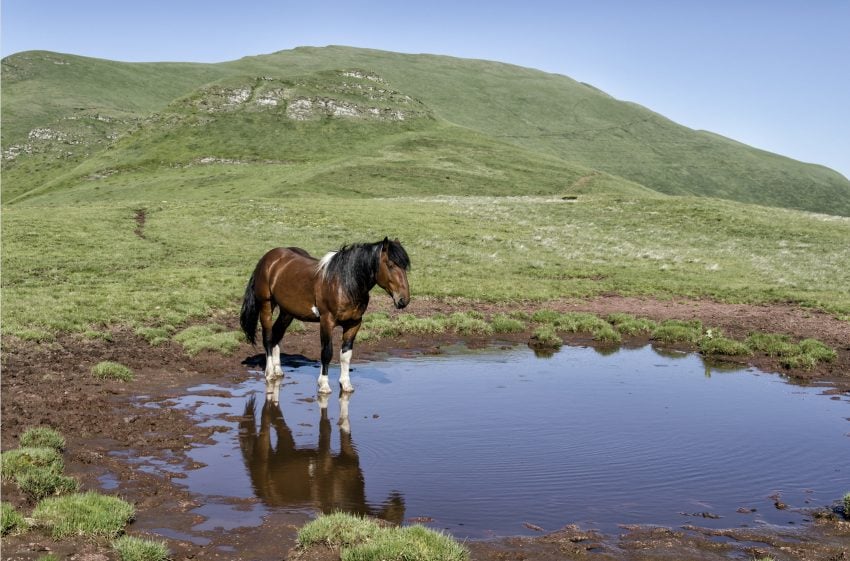 waterhole-horsedt